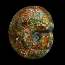Load image into Gallery viewer, Canadian Fossil Ammonite 006
