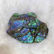Load image into Gallery viewer, Ammolite Hand Specimens FNGS2232
