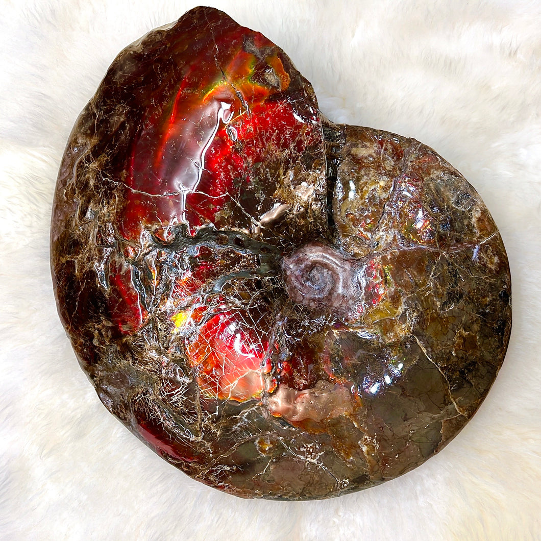Canadian Ammonite Full Fossil Placenticeras sp. Ammolite ALFF43