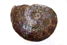Load image into Gallery viewer, Canadian Ammonite Full Fossil Placenticeras sp. Ammolite AMLE201006
