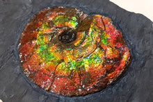 将图片加载到图库查看器，Canadian Ammonite Placenticeras intercalare on Matrix - ALF1519U16
