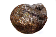 将图片加载到图库查看器，Canadian Ammonite Full Fossil Placenticeras sp. Ammolite AMLE201006
