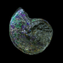 Load image into Gallery viewer, Canadian Ammonite 013
