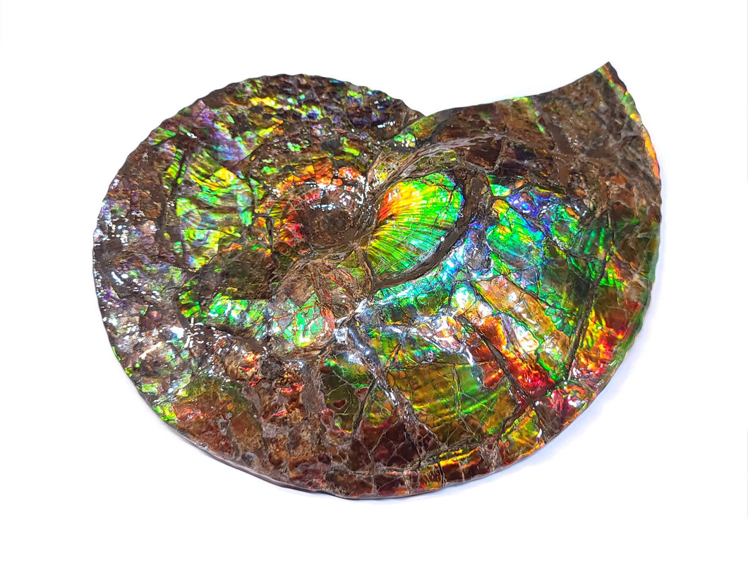 Canadian Ammonite Full Fossil Placenticeras costatum Ammolite AMLF2226