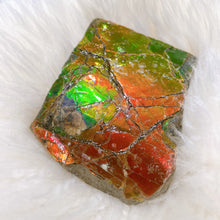 将图片加载到图库查看器，Ammolite Hand Specimens FNGS2230
