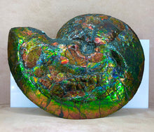 Load image into Gallery viewer, Ammolite ALF2039E99 Canadian Ammonite Full Fossil Placenticeras sp.
