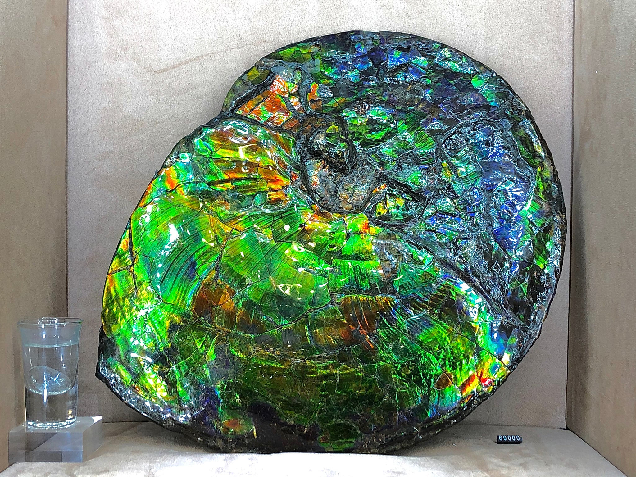 Products – Ammolite Museum