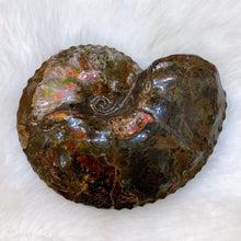 将图片加载到图库查看器，Canadian Ammonite Full Fossil Placenticeras intercalare Ammolite AMLF2216
