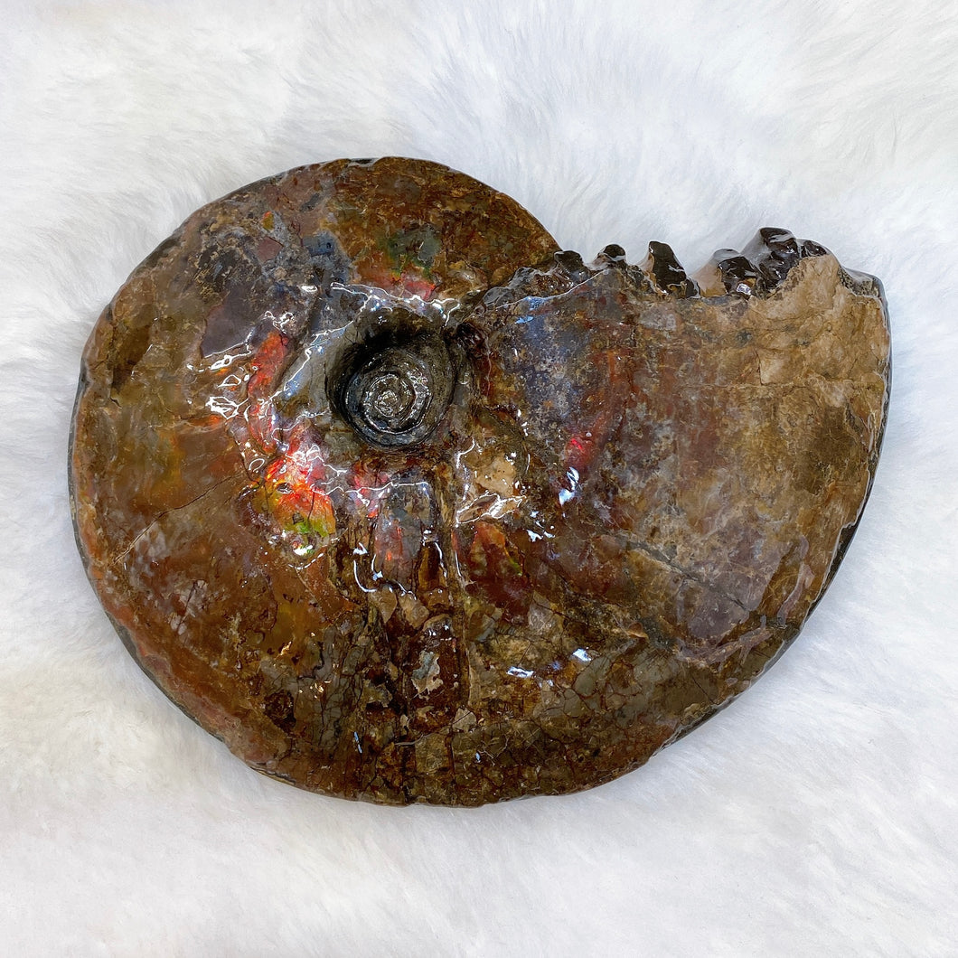Canadian Ammonite Full Fossil Ammolite AMLF2184