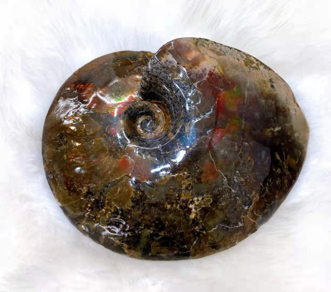 Canadian Ammonite Fossil Ammolite AMLF2161